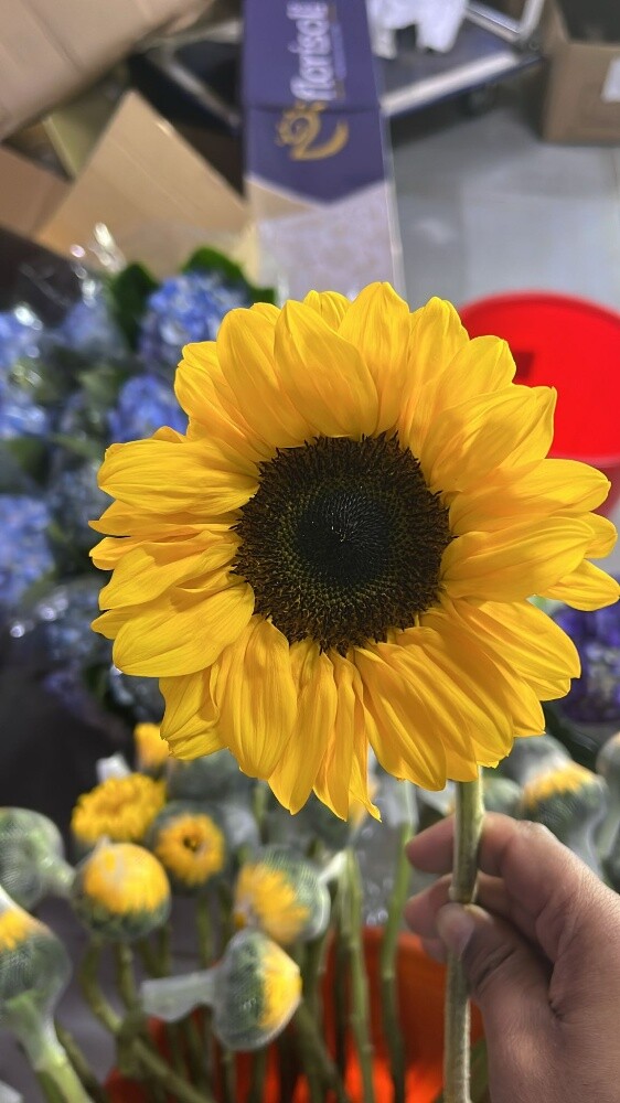 wholesale flower available - 2