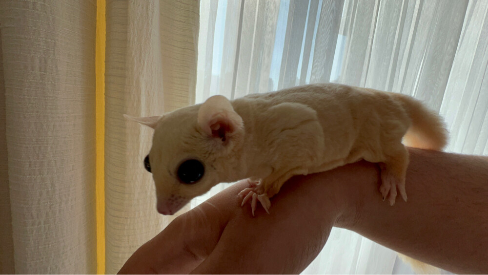 Sugargliders for sale  - 5
