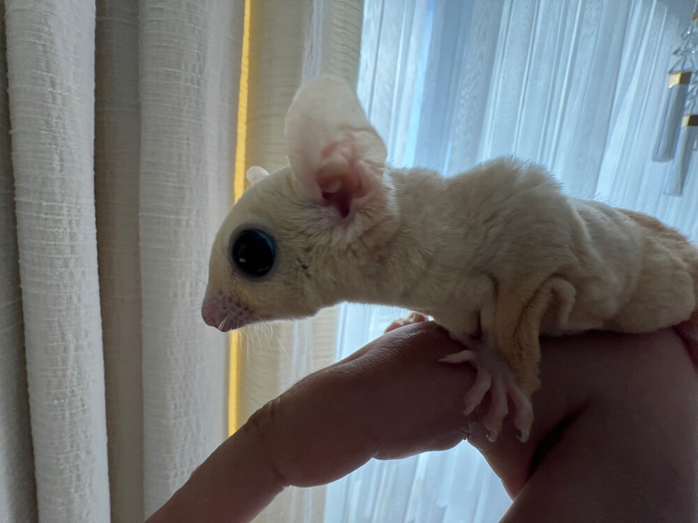 Sugargliders for sale  - 2