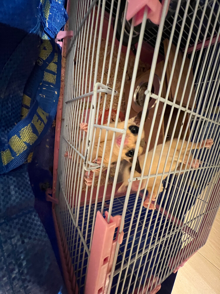 Sugargliders for sale  - 4