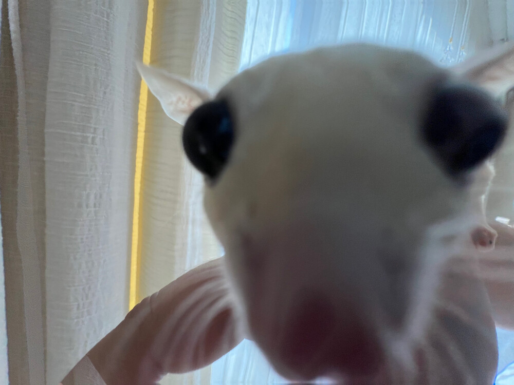 Sugargliders for sale  - 3