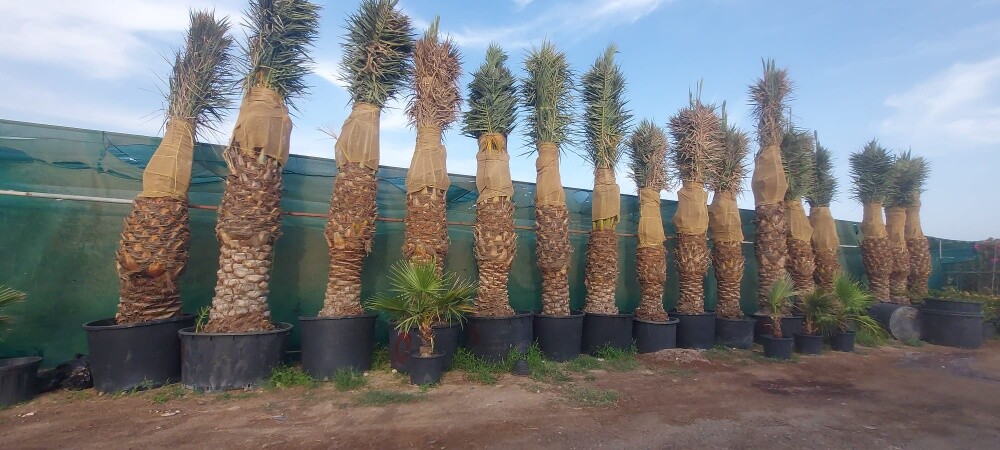 زراعة النخيل - 1