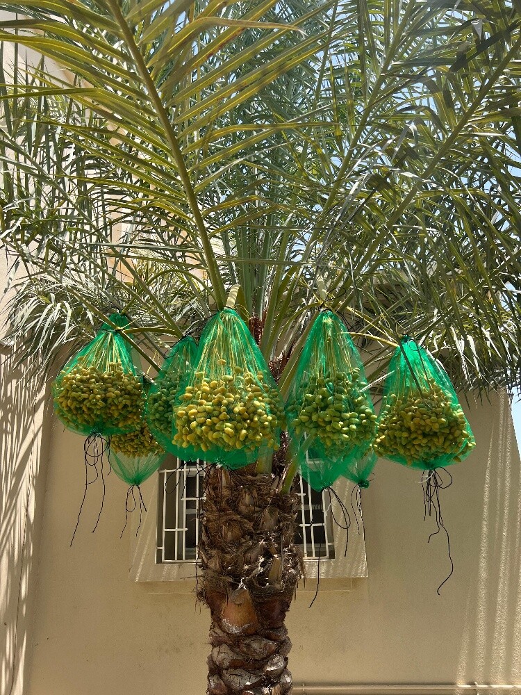 زراعة النخيل - 8