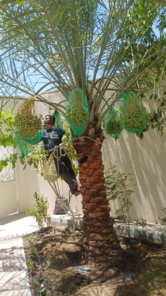 زراعة النخيل - 3
