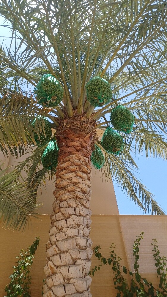 زراعة النخيل - 2