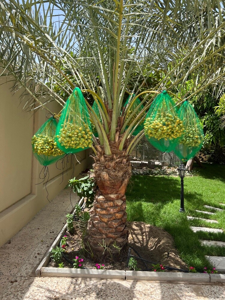 زراعة النخيل - 7