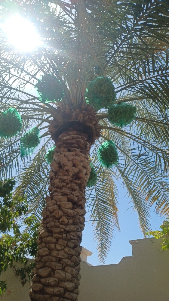 زراعة النخيل - 4