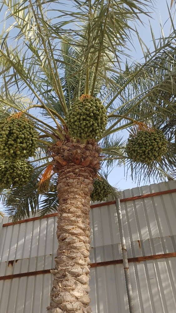 زراعة النخيل - 11