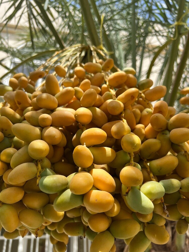 زراعة النخيل - 9
