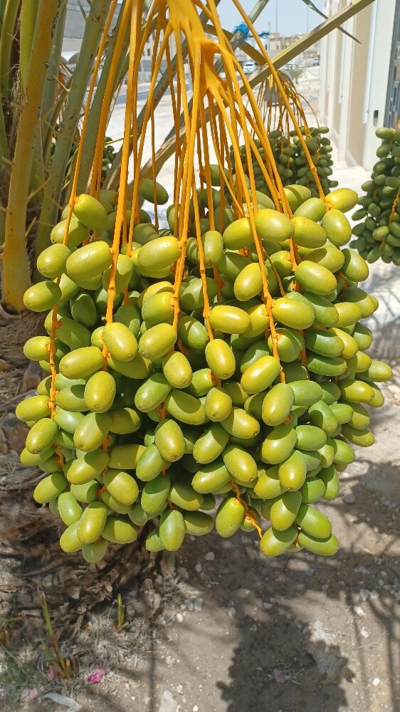 زراعة النخيل - 6