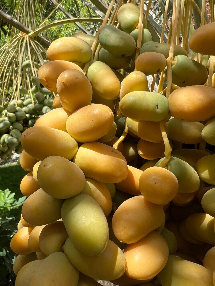 زراعة النخيل - 10