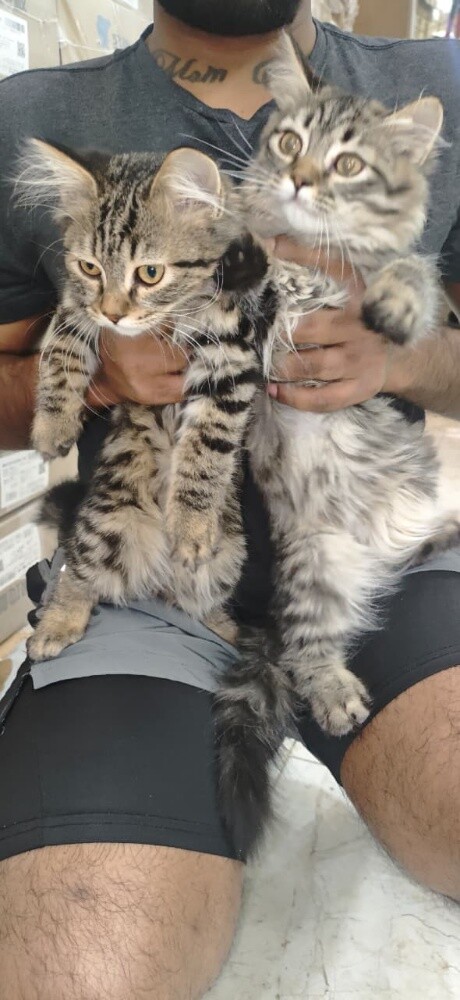 Scottish taby  male - 3