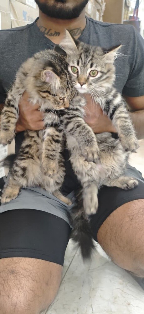 Scottish taby  male - 2