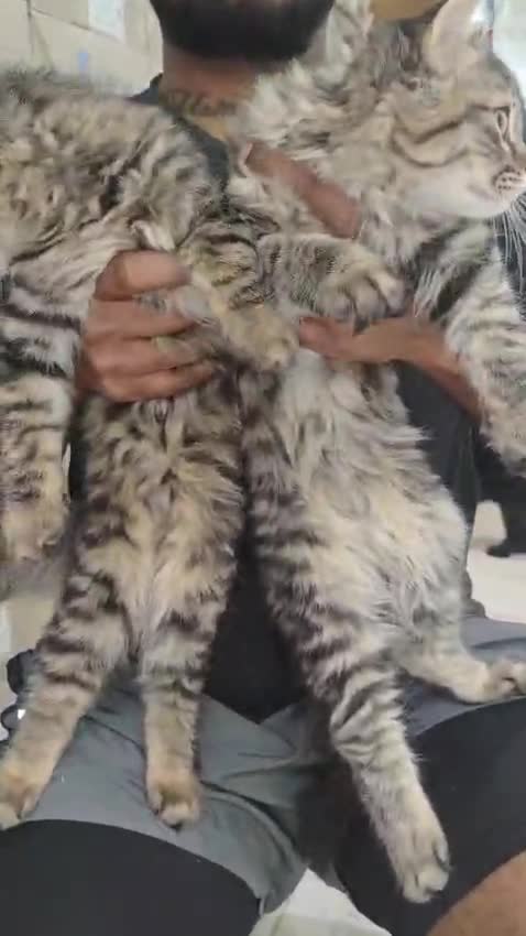 Scottish taby  male - 4