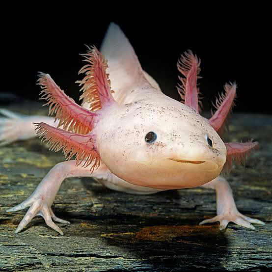 Axolotl Fish - 1