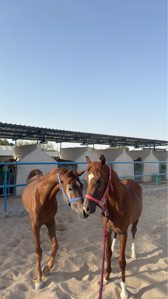 ايواء خيل ابو نخله - 7