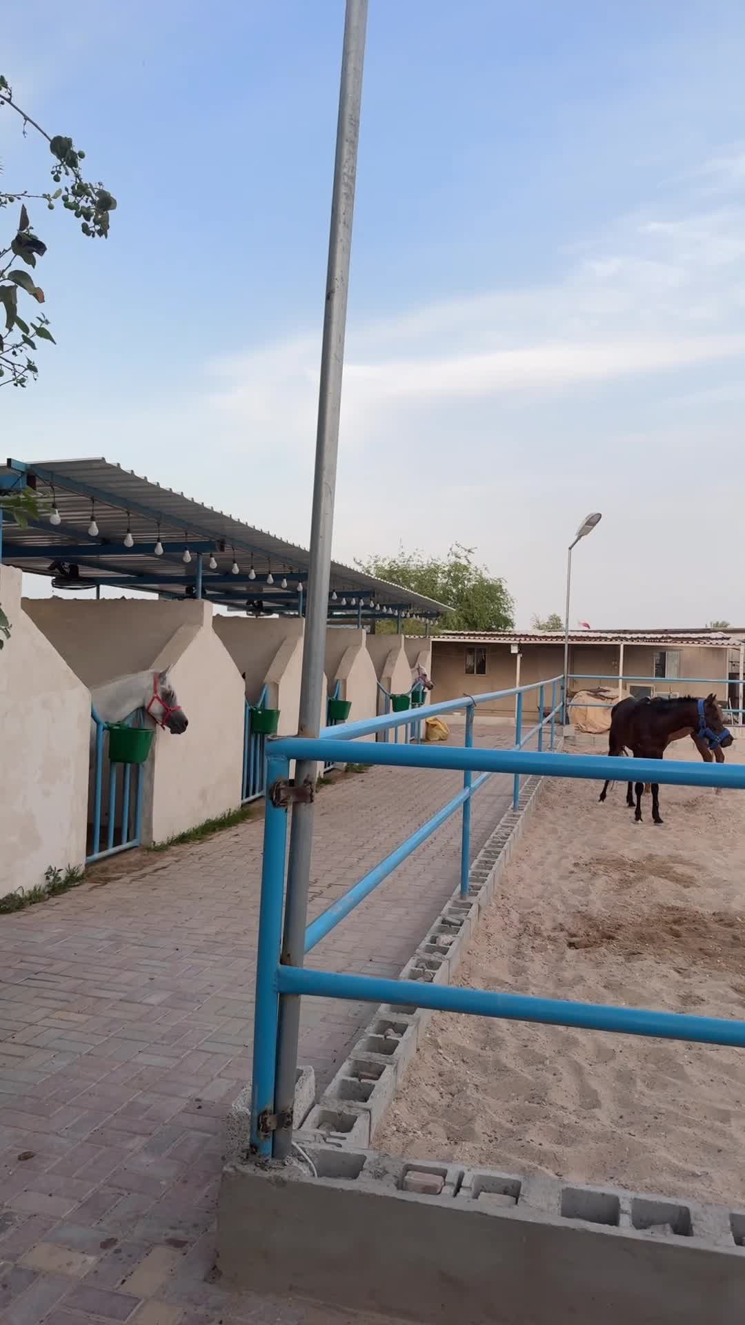 ايواء خيل ابو نخله - 8