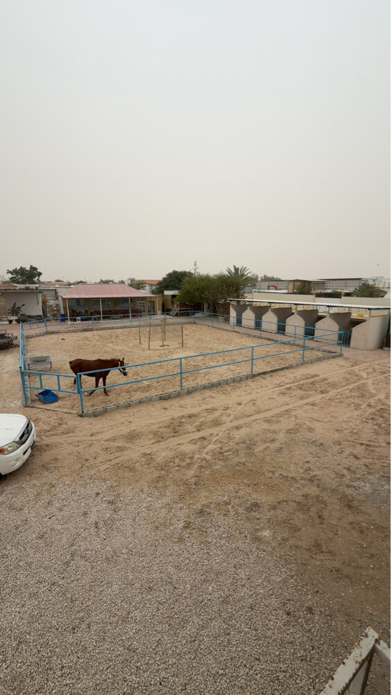 ايواء خيل ابو نخله - 6
