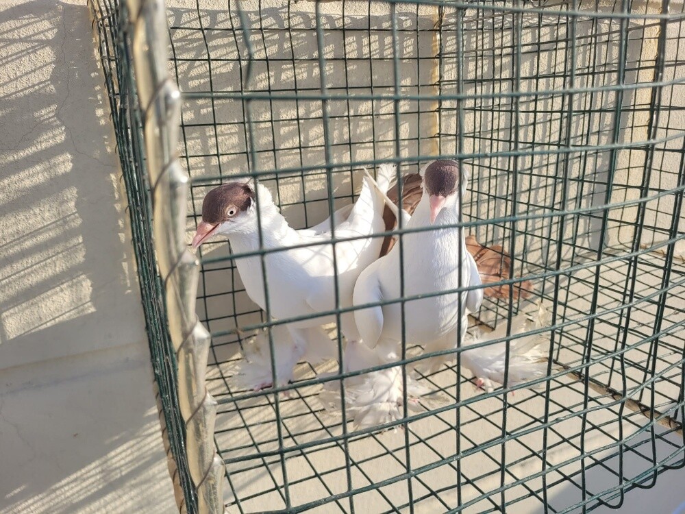 حمام هلمتس - 2