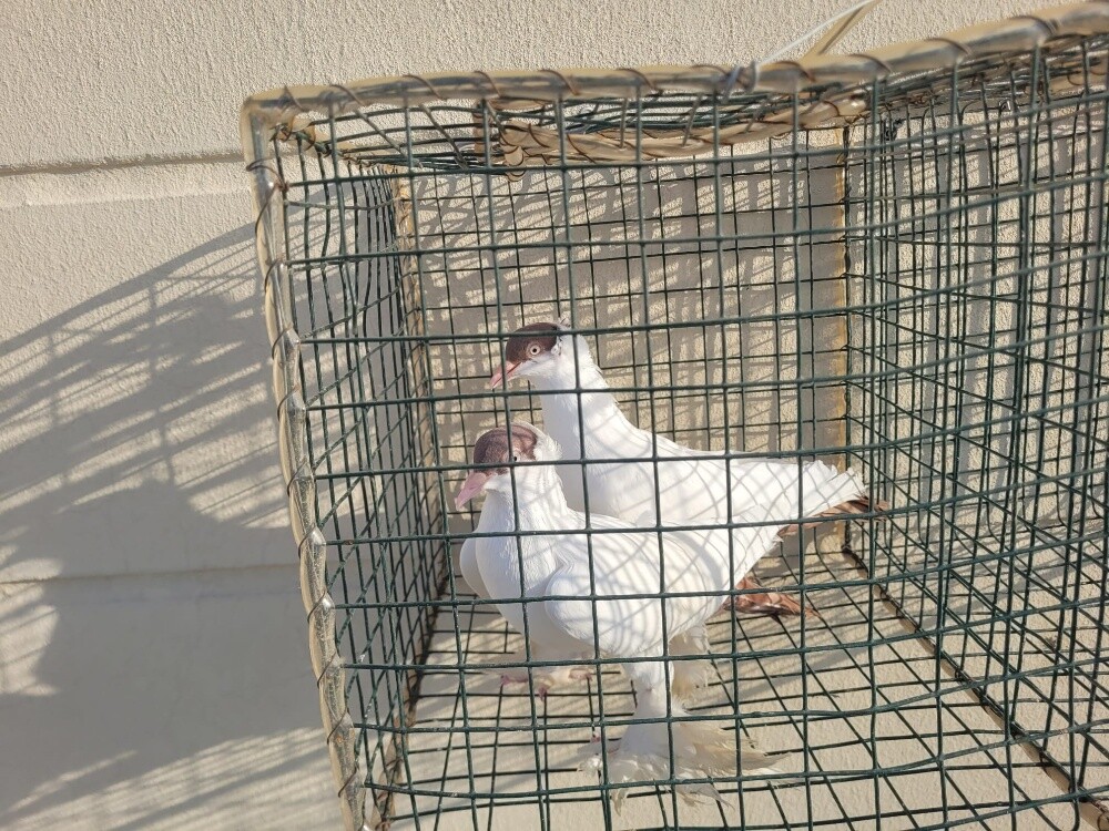 حمام هلمتس - 3