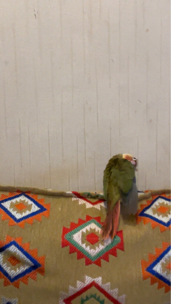 conure pineapple  - 6