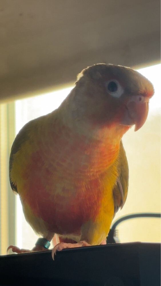 conure pineapple  - 3