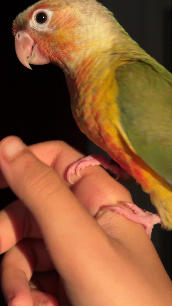 conure pineapple  - 1