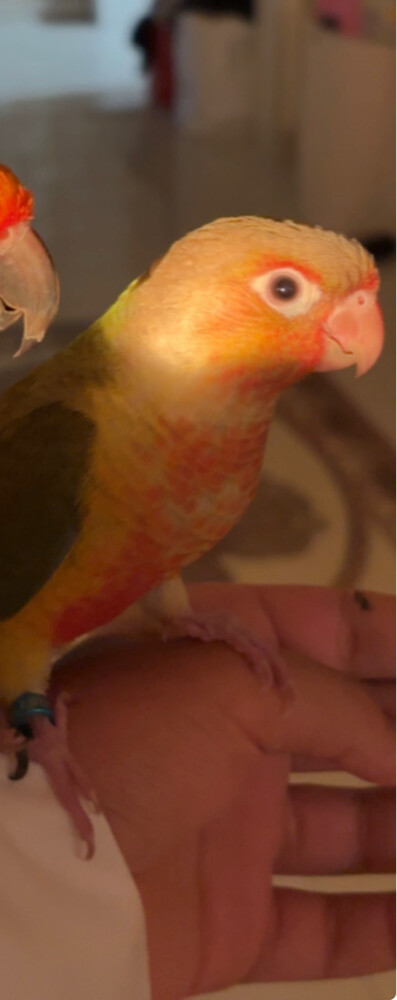 conure pineapple  - 4