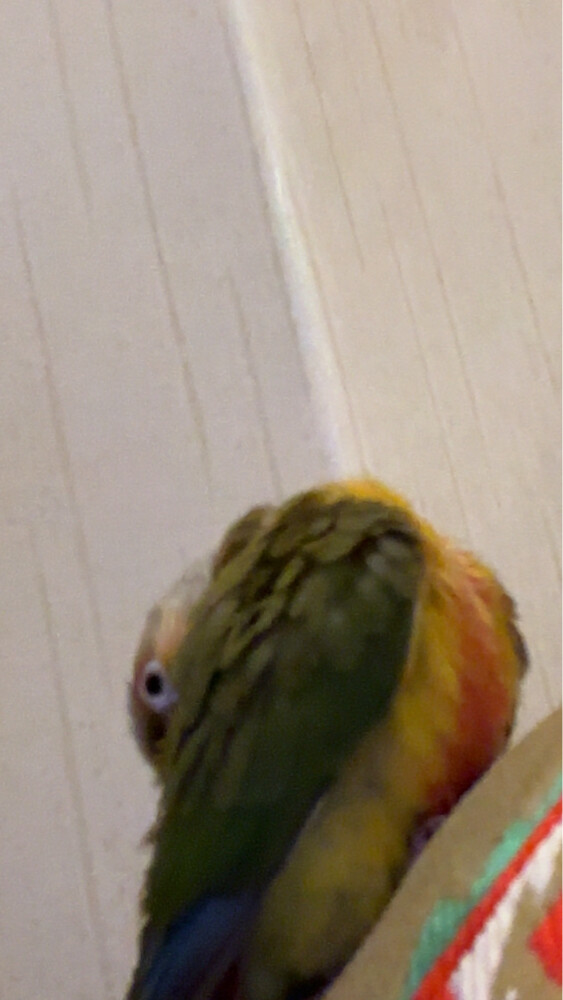 conure pineapple  - 2