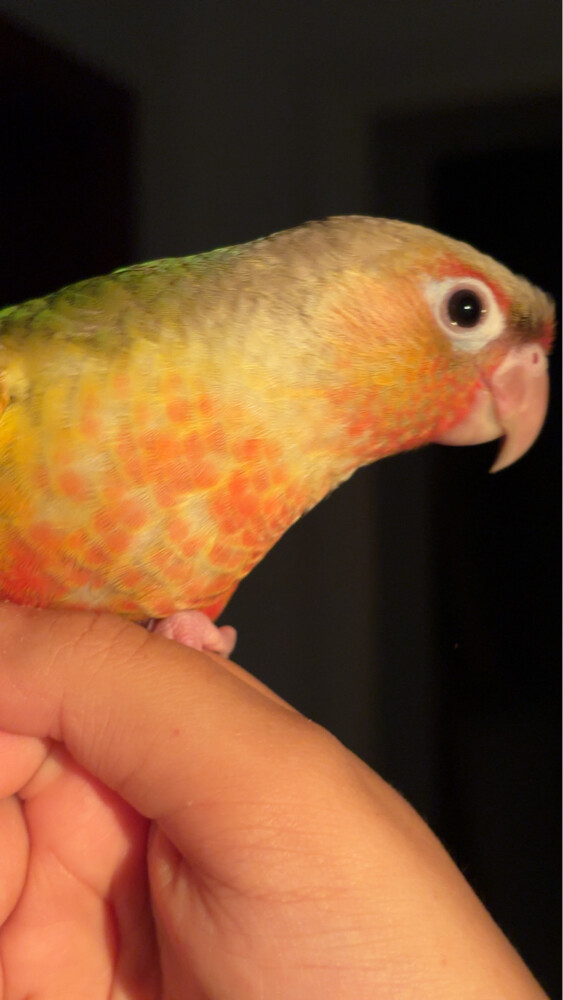 conure pineapple  - 5