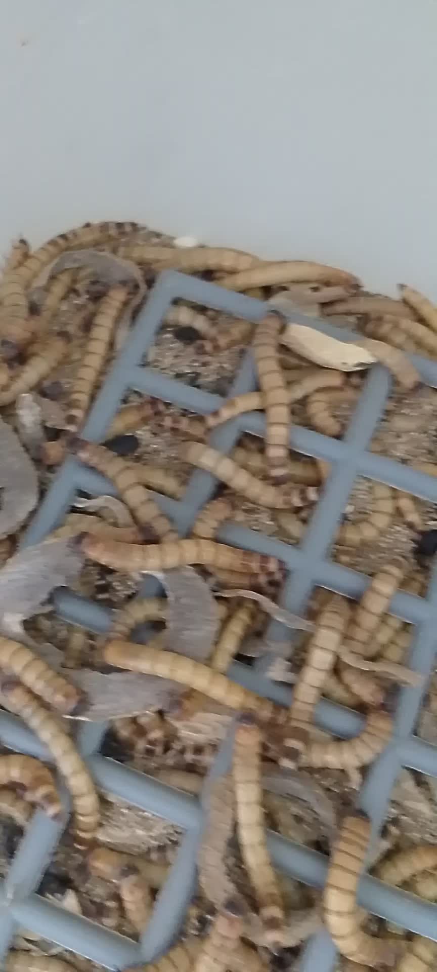 big size worms - 4