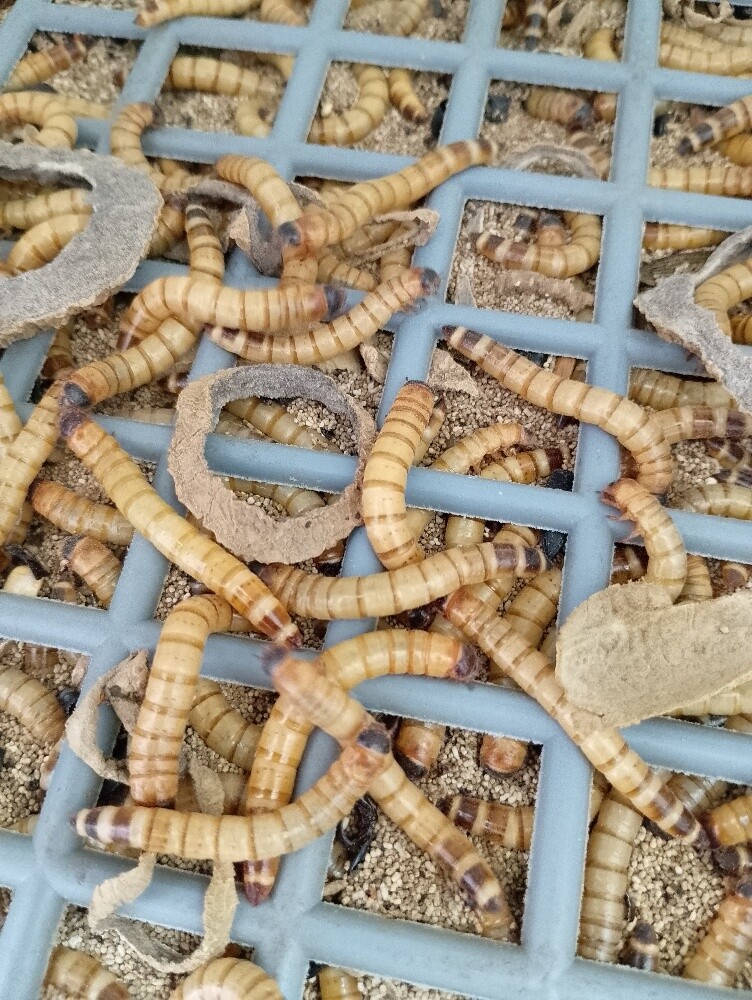 big size worms - 2