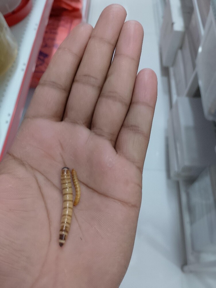 big size worms - 3