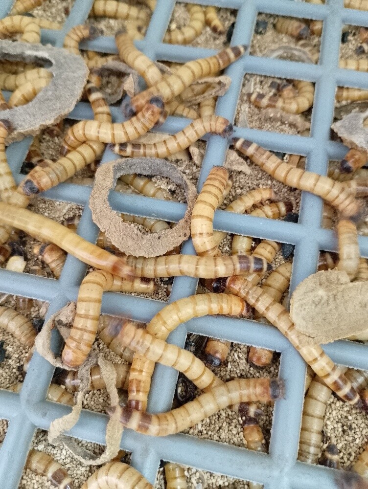 big size worms - 1