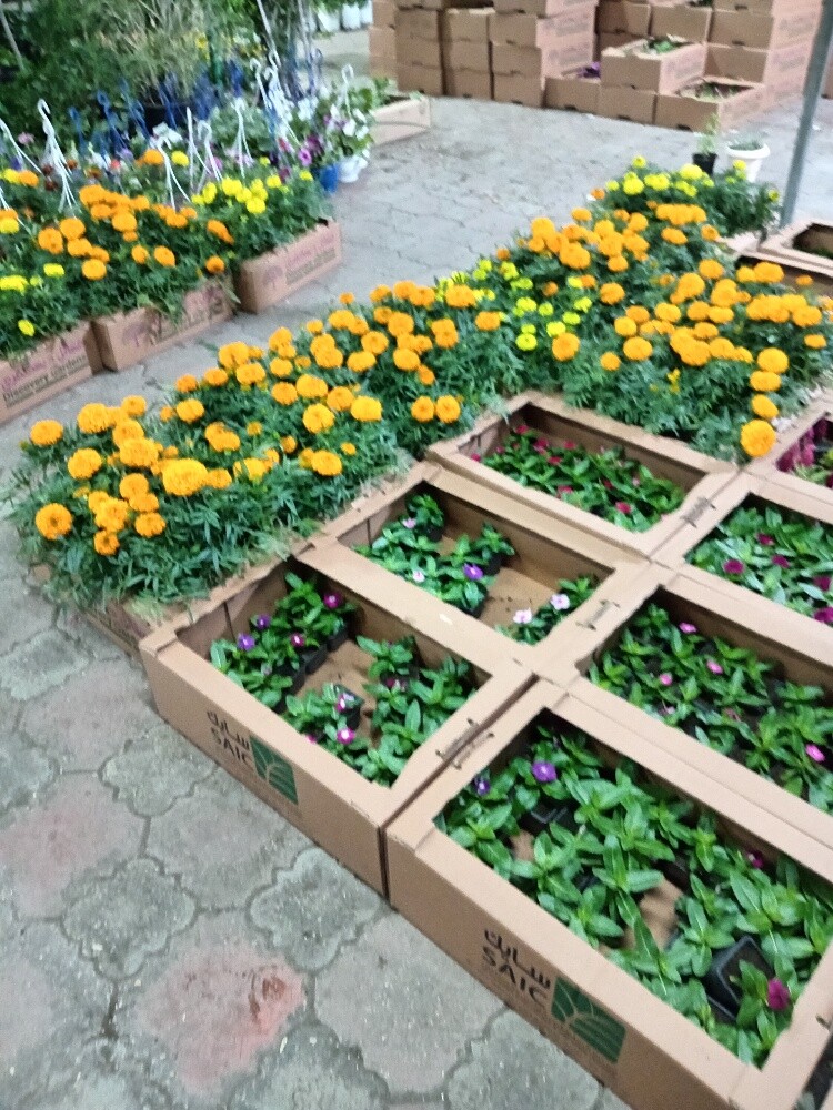 الجوهنميه - 5