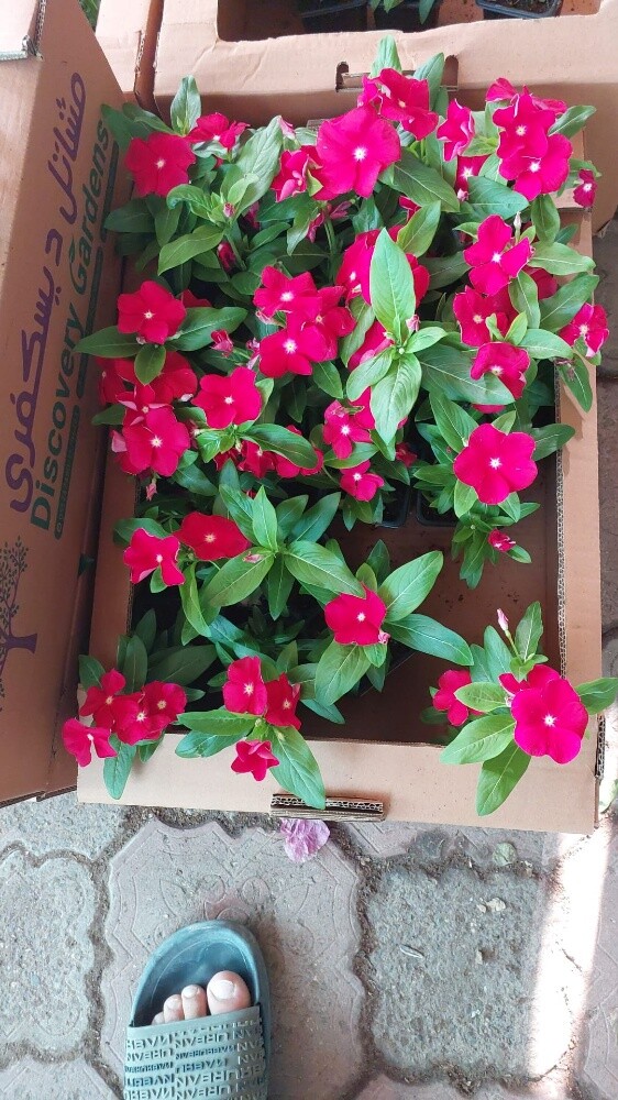الورواد - 3