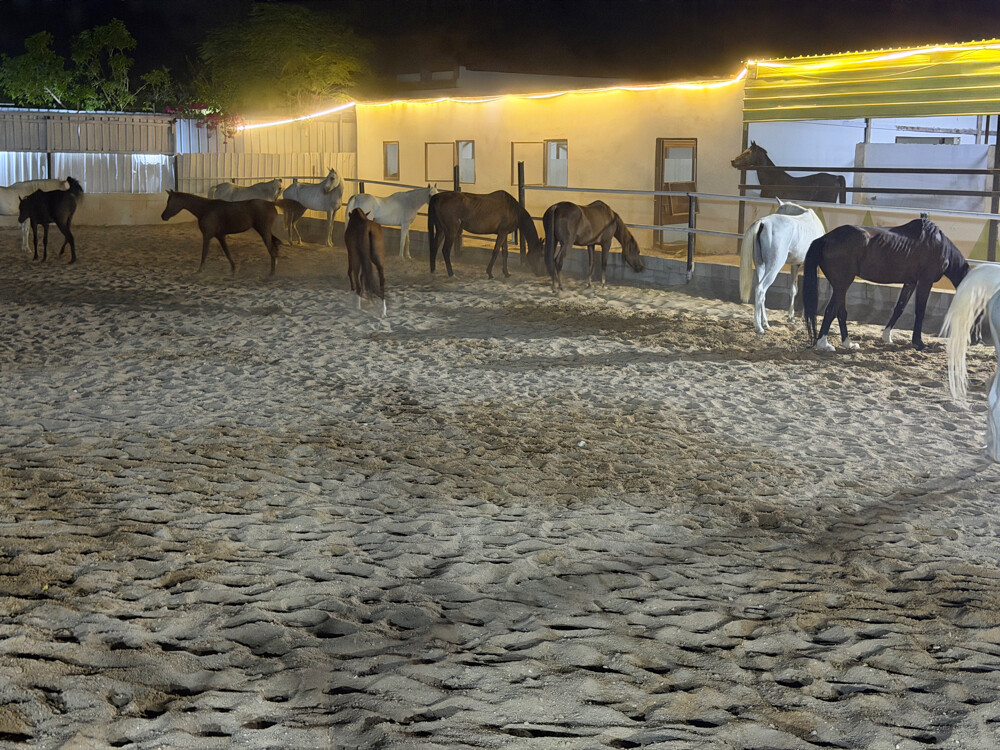 Horse rental room 1000 - 5