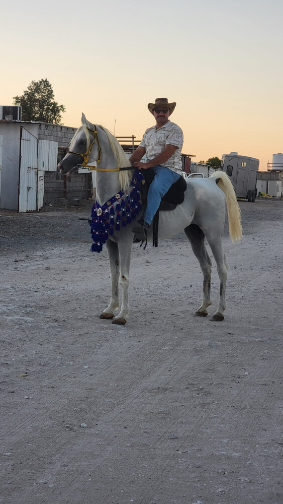 Horse rental room 1000 - 1