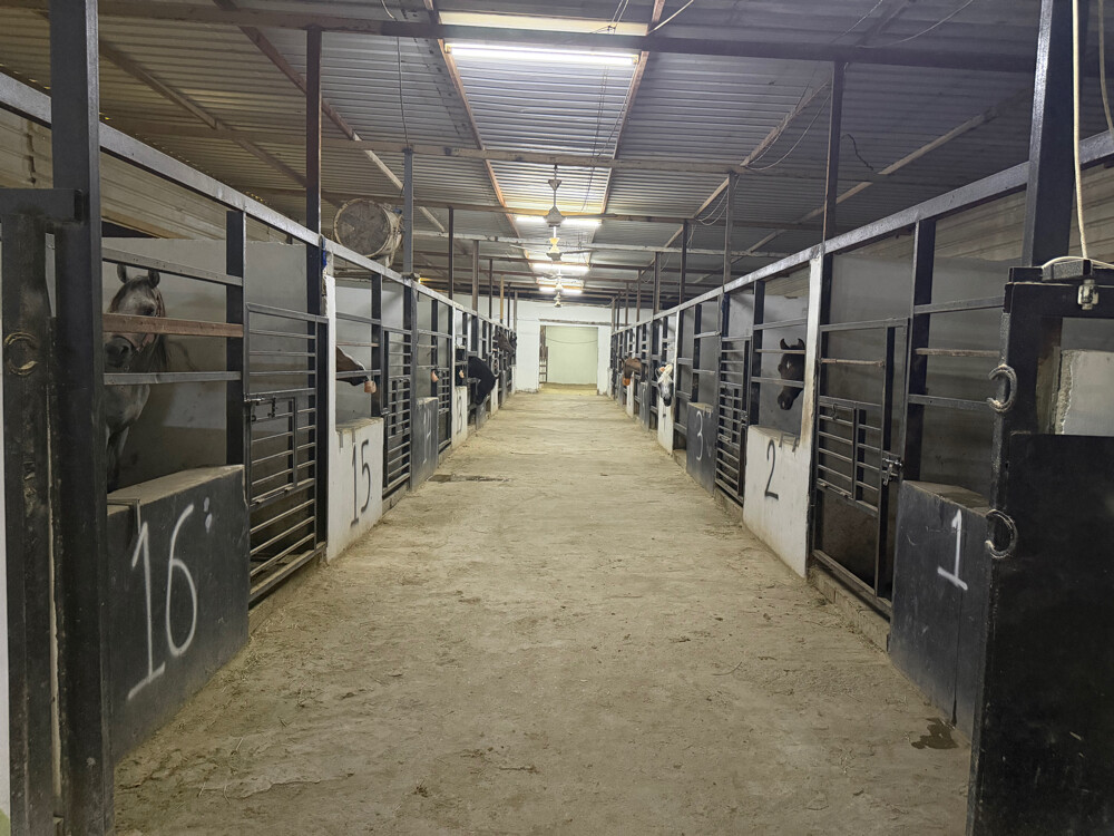 Horse rental room 1000 - 10