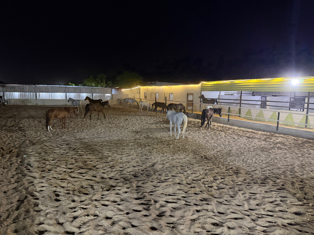 Horse rental room 1000 - 6