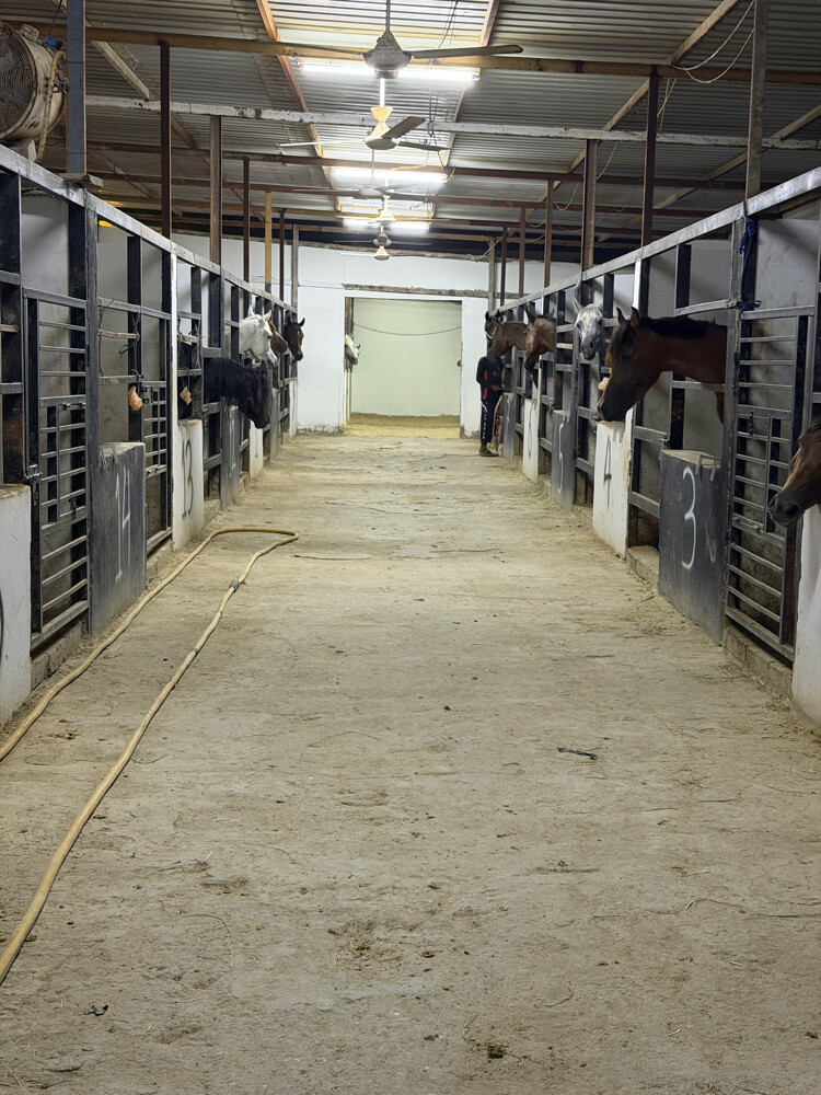 Horse rental room 1000 - 2