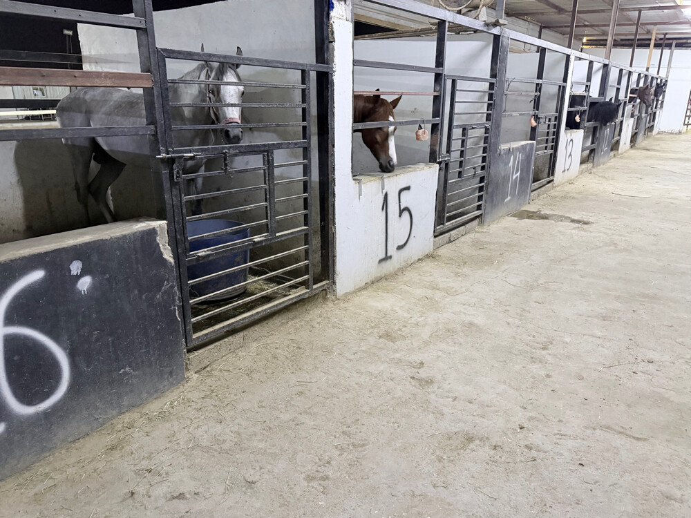 Horse rental room 1000 - 7