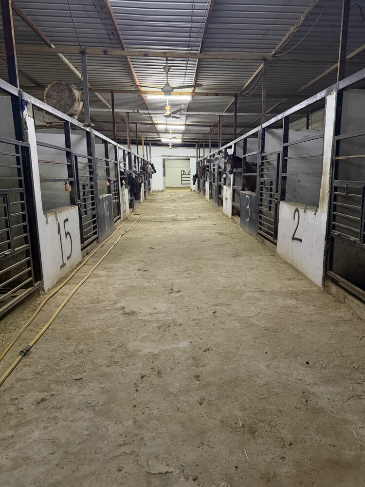 Horse rental room 1000 - 4