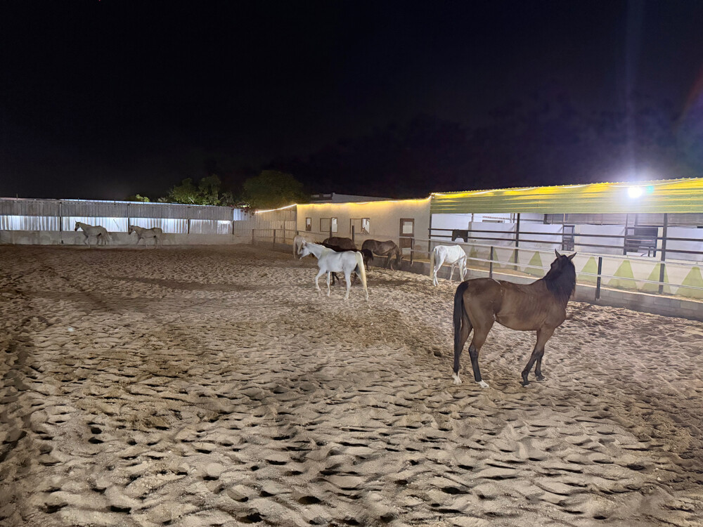 Horse rental room 1000 - 3
