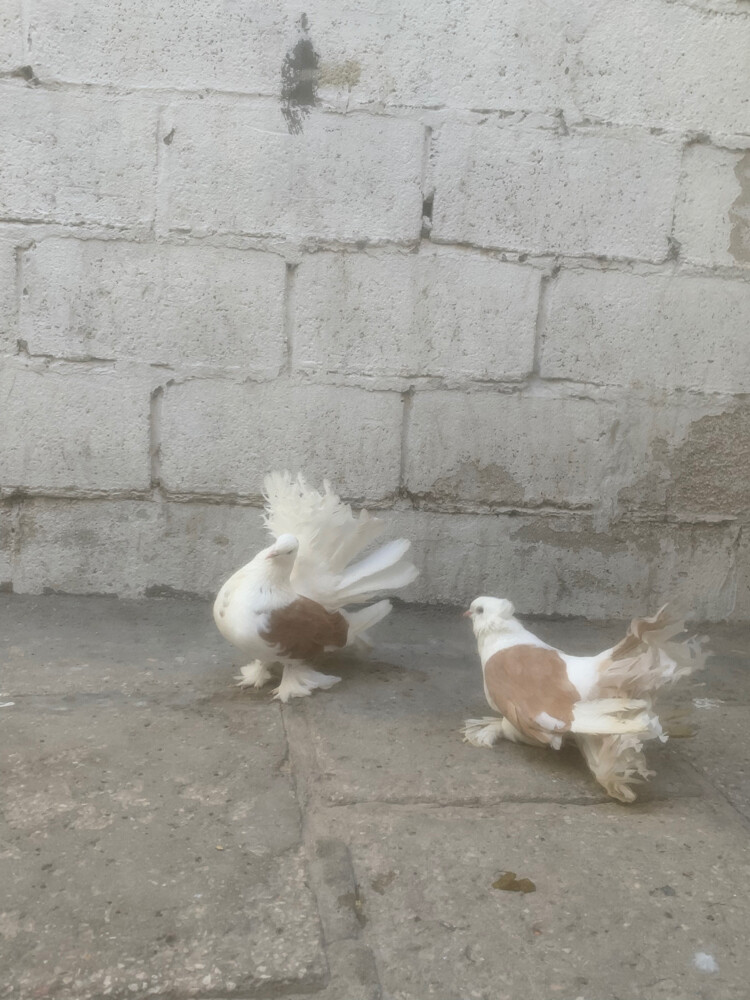 fancy pigeons - 4