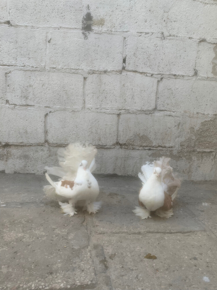 fancy pigeons - 2