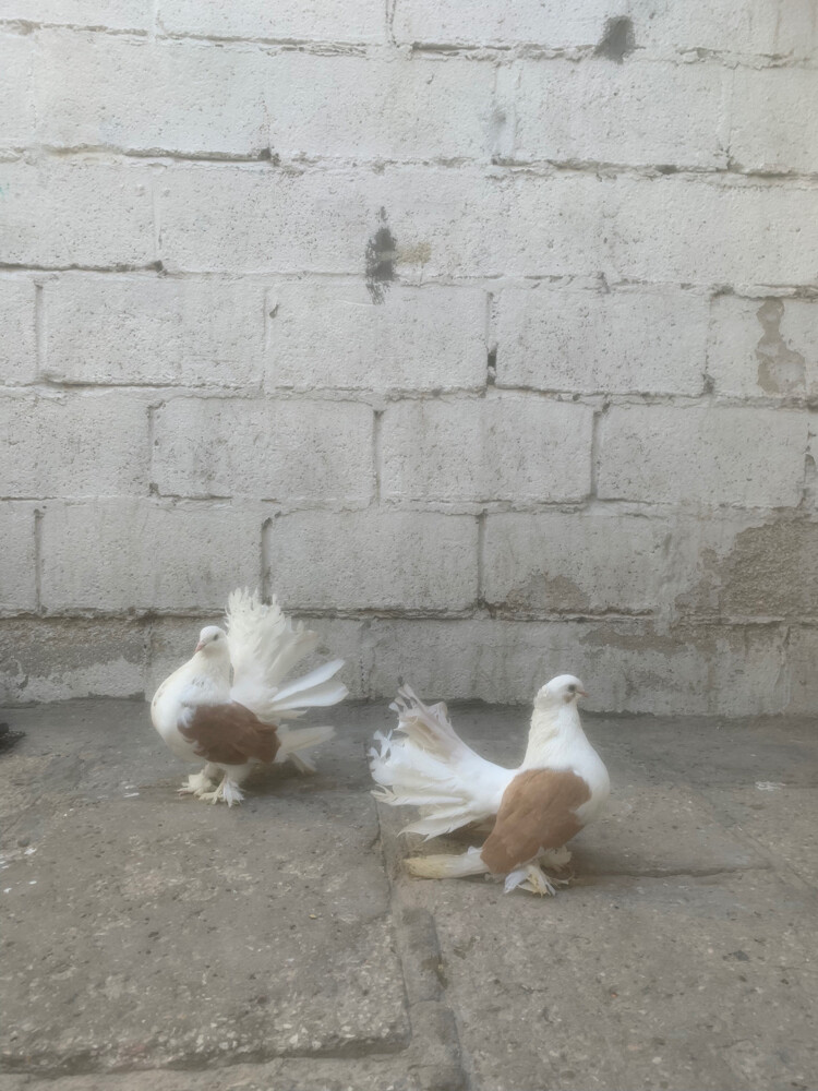 fancy pigeons - 3