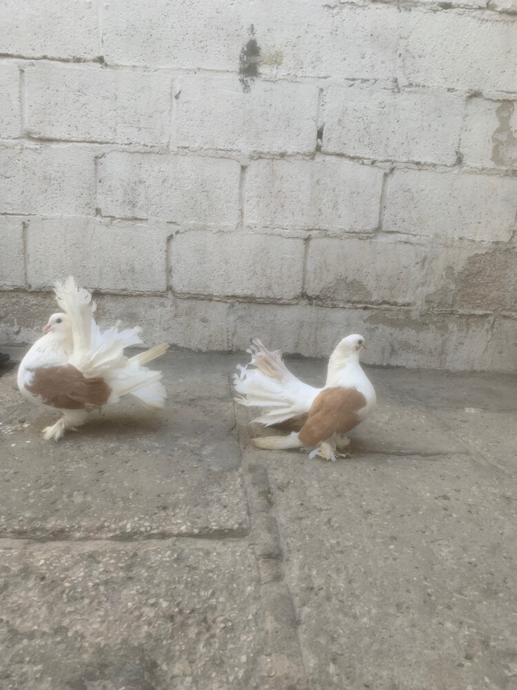 fancy pigeons - 1