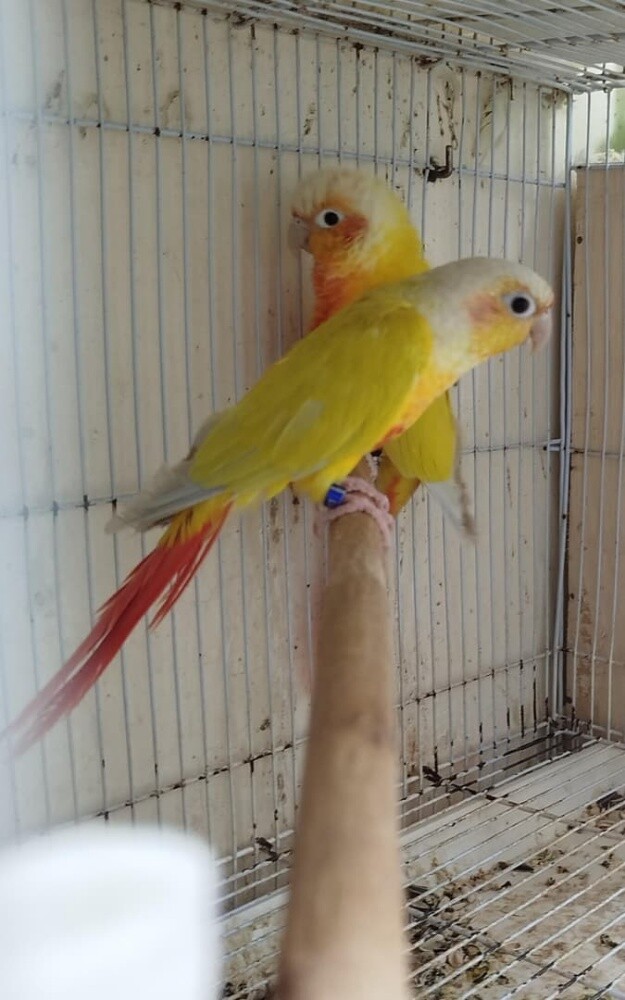 sun cheek conure pair - 1