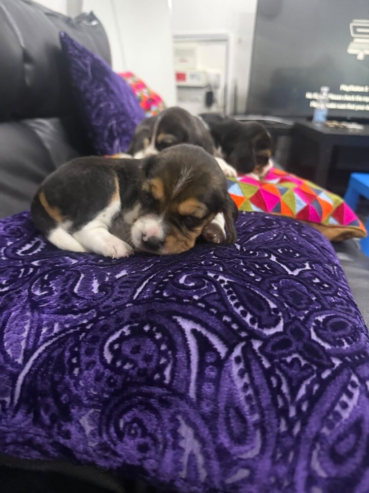 Beagle Puppies - 15